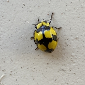 Illeis galbula at Jerrabomberra, NSW - suppressed