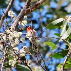 Myzomela sanguinolenta (Scarlet Honeyeater) at Broulee, NSW - 8 Oct 2023 by LisaH