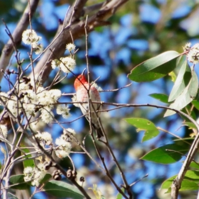 Myzomela sanguinolenta (Scarlet Honeyeater) at Broulee, NSW - 8 Oct 2023 by LisaH