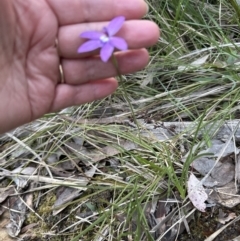 Glossodia major (Wax Lip Orchid) at Aranda Bushland - 8 Oct 2023 by lbradley