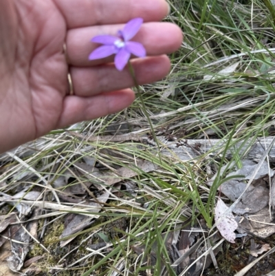 Glossodia major (Wax Lip Orchid) at Belconnen, ACT - 8 Oct 2023 by lbradley