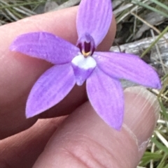 Glossodia major at Aranda, ACT - suppressed