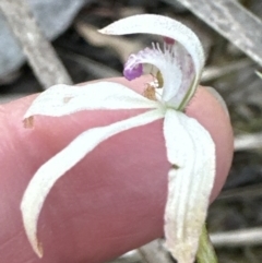 Caladenia ustulata (Brown Caps) at Belconnen, ACT - 8 Oct 2023 by lbradley