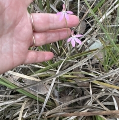 Caladenia carnea (Pink Fingers) at Aranda, ACT - 8 Oct 2023 by lbradley