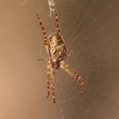 Unidentified Orb-weaving spider (several families) at O'Connor, ACT - 7 Oct 2023 by ConBoekel