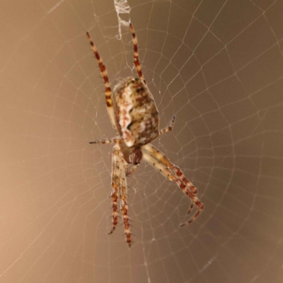 Argiope trifasciata at O'Connor, ACT - 7 Oct 2023 by ConBoekel