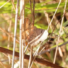 Dissomorphia australiaria (Dissomorphia australiaria) at O'Connor, ACT - 7 Oct 2023 by ConBoekel