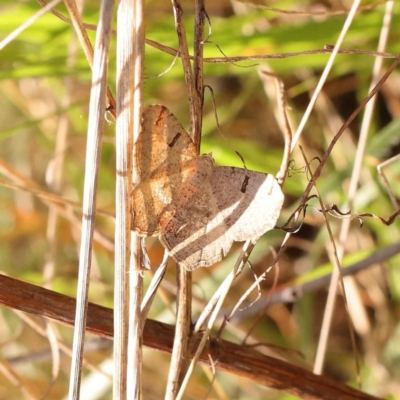 Dissomorphia australiaria (Dashed Geometrid, Ennominae) at O'Connor, ACT - 8 Oct 2023 by ConBoekel