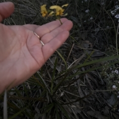 Diuris nigromontana (Black Mountain Leopard Orchid) at Aranda, ACT - 8 Oct 2023 by lbradley