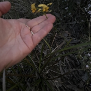 Diuris nigromontana at Aranda, ACT - 8 Oct 2023