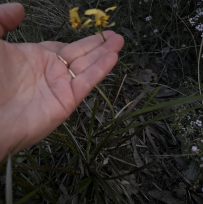 Diuris nigromontana (Black Mountain Leopard Orchid) at Aranda, ACT - 8 Oct 2023 by lbradley