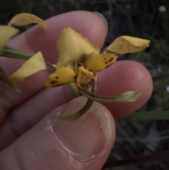 Diuris nigromontana at Aranda, ACT - 8 Oct 2023