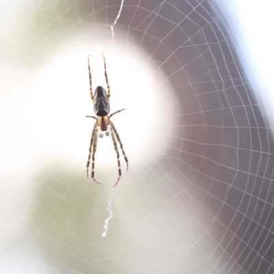 Unidentified Orb-weaving spider (several families) at O'Connor, ACT - 7 Oct 2023 by ConBoekel