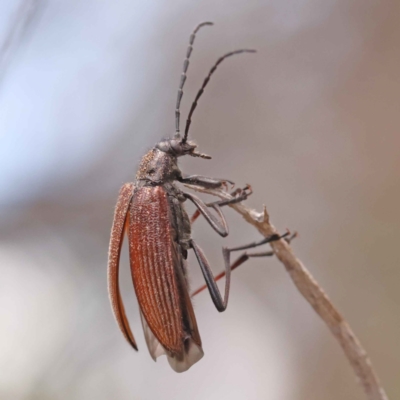 Homotrysis sp. (genus) (Darkling beetle) at O'Connor, ACT - 8 Oct 2023 by ConBoekel