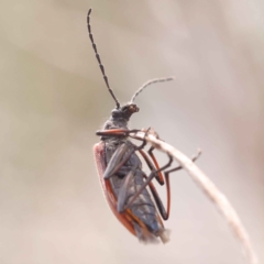 Homotrysis sp. (genus) at O'Connor, ACT - 8 Oct 2023