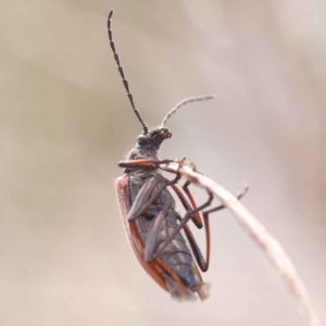 Homotrysis sp. (genus) at O'Connor, ACT - 8 Oct 2023 11:01 AM