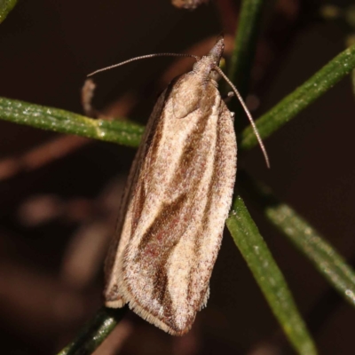 Epiphyas aulacana (A Tortricid moth (Tortricinae)) at O'Connor, ACT - 8 Oct 2023 by ConBoekel