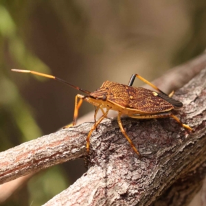 Poecilometis strigatus at Dryandra St Woodland - 8 Oct 2023 11:10 AM