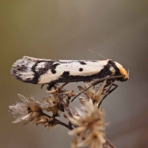 Philobota lysizona at O'Connor, ACT - 8 Oct 2023 11:18 AM