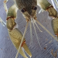 Cherax destructor (Common Yabby) at Yass River, NSW - 8 Oct 2023 by SenexRugosus