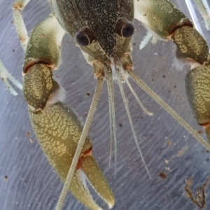 Cherax destructor at Yass River, NSW - 8 Oct 2023