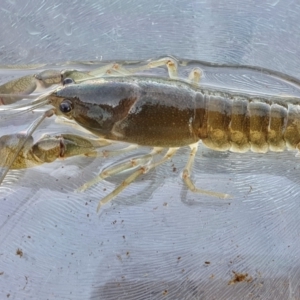 Cherax destructor at Yass River, NSW - 8 Oct 2023