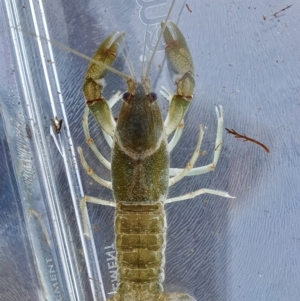 Cherax destructor at Yass River, NSW - 8 Oct 2023