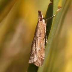 Eudonia cleodoralis (A Crambid moth) at O'Connor, ACT - 8 Oct 2023 by ConBoekel