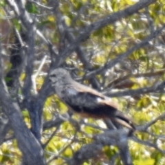 Milvus migrans (Black Kite) at Branyan, QLD - 29 Sep 2023 by Gaylesp8