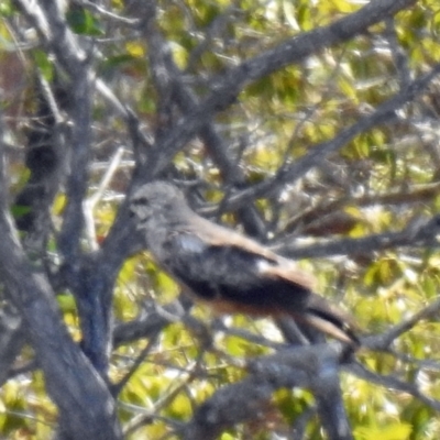 Milvus migrans (Black Kite) at Branyan, QLD - 29 Sep 2023 by Gaylesp8