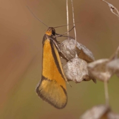 Philobota undescribed species near arabella at O'Connor, ACT - 8 Oct 2023 11:23 AM