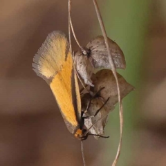 Philobota undescribed species near arabella at O'Connor, ACT - 8 Oct 2023 11:23 AM