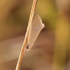 Oecophoridae provisional species 11 at O'Connor, ACT - 8 Oct 2023 by ConBoekel