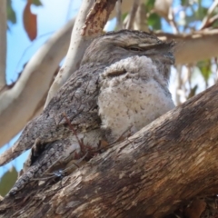 Podargus strigoides at Kambah, ACT - suppressed