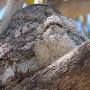 Podargus strigoides at Kambah, ACT - 8 Oct 2023