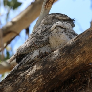 Podargus strigoides at Kambah, ACT - suppressed