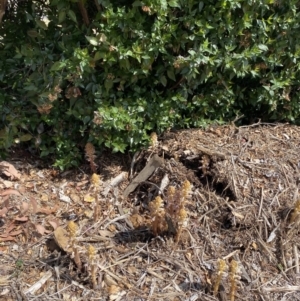 Orobanche minor at Coombs, ACT - 2 Oct 2023