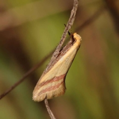Coeranica isabella (A Concealer moth (Wingia group)) at O'Connor, ACT - 8 Oct 2023 by ConBoekel
