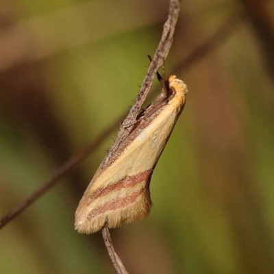 Coeranica isabella (A Concealer moth (Wingia group)) at O'Connor, ACT - 8 Oct 2023 by ConBoekel