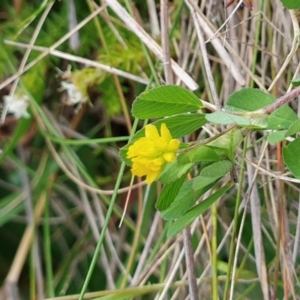 Trifolium dubium at Yass River, NSW - 6 Oct 2023 05:55 PM