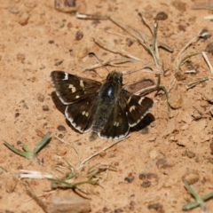 Pasma tasmanica (Two-spotted Grass-skipper) at Majura, ACT - 8 Oct 2023 by DPRees125