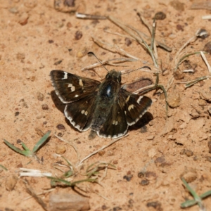 Pasma tasmanica at Majura, ACT - 8 Oct 2023 11:26 AM