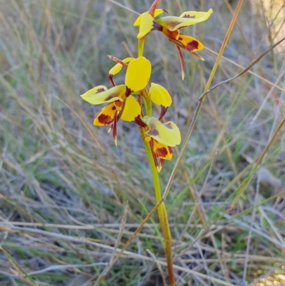 Diuris sulphurea (Tiger Orchid) at Yass River, NSW - 8 Oct 2023 by SenexRugosus