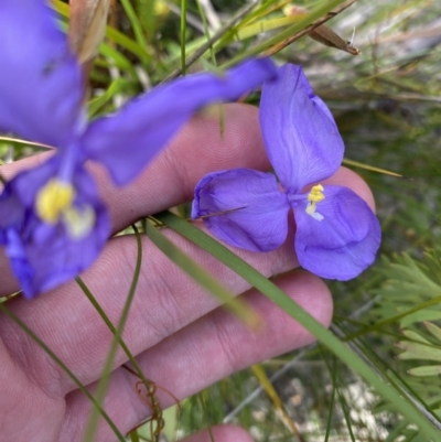 Patersonia sericea (Silky Purple-flag) at Tianjara, NSW - 3 Oct 2023 by Tapirlord