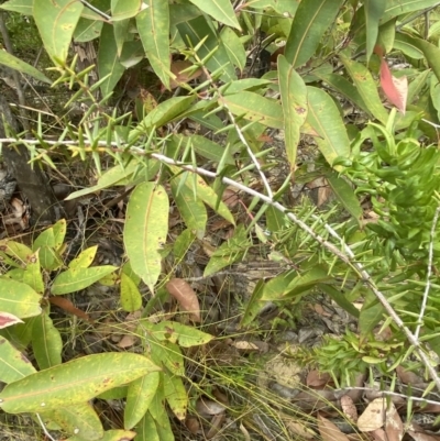 Acacia ulicifolia (Prickly Moses) at Wingello, NSW - 3 Oct 2023 by Tapirlord