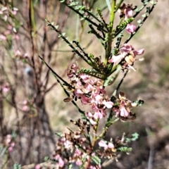 Indigofera adesmiifolia (Tick Indigo) at Watson, ACT - 8 Oct 2023 by abread111