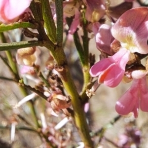 Indigofera adesmiifolia at Watson, ACT - 8 Oct 2023