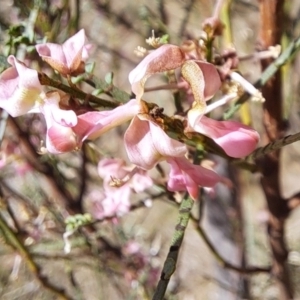 Indigofera adesmiifolia at Watson, ACT - 8 Oct 2023