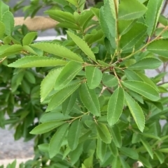 Ulmus parvifolia (Chinese Elm) at Macquarie, ACT - 4 Oct 2023 by Rosie