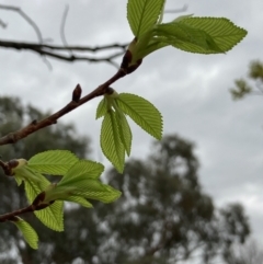 Ulmus parvifolia at Macquarie, ACT - 4 Oct 2023